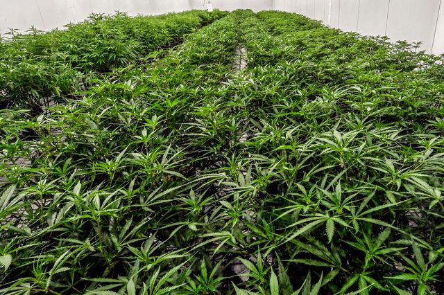 Medical marijuana plants are shown during a media tour of the Curaleaf medical cannabis cultivation and processing facility, in Ravena, N.Y., August 22, 2019.